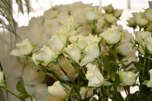 Gėlės, Baltos Rožės, Puokštė, Įdomus Pasiūlymas, Grynumas, Gamta, Balta Gėlė, Žydėjimas