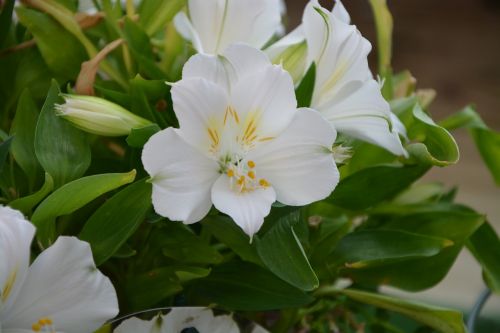 Gėlės, Balta, Balta Orchidėja, Augalai, Puodą, Pasiūlymas, Dovanos, Gamta, Orchidėja, Flora