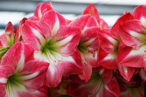 Gėlės, Keukenhof, Nyderlandai, Pavasaris