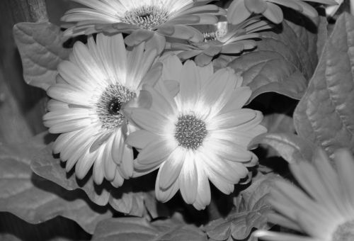 Gėlės, Nuotrauka Juoda Balta, Gamta, Puokštė, Pasiūlymas, Gėlių Kompozicija