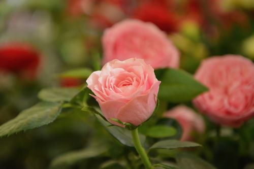 Gėlės, Rožinis, Rožių Krūmas, Pasiūlymas, Įvykiai