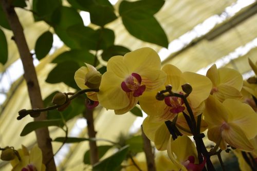 Gėlės, Orchidėja, Geltona Gėlė, Geltona Spalva, Augalas, Egzotiškas, Botanika