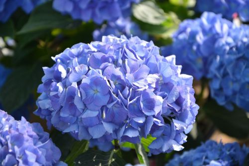 Gėlės, Hortenzijos Mėlyna, Žydintis Augalas, Gamtos Sodas, Botanika, Brittany, Flora, Žydėjimas