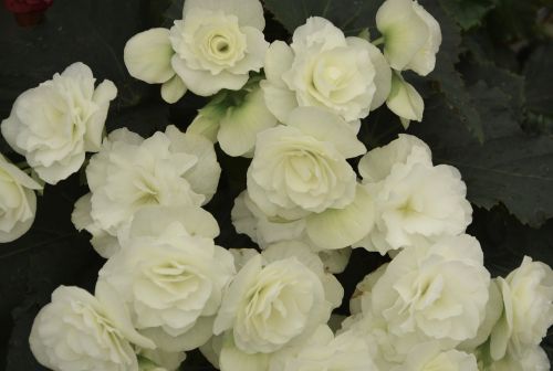 Gėlės, Begonia Balta, Baltos Gėlės, Vasaros Gėlės, Žydėjimas