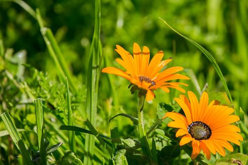 Gėlės, Flora, Gamta, Rozės, Oranžinė, Pavasaris, Augalas