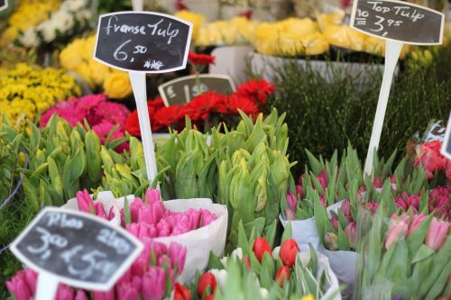 Gėlės, Tulpės, Turgus, Rotterdam, Nyderlandai, Kelionė, Holland