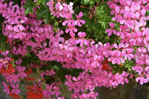 Gėlės, Geranium Gėlės Rožinė, Jardiniere, Puodą, Spalva Rožinė, Augalai