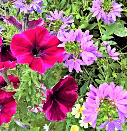 Gėlės, Tamsiai Raudonos Petūnijos, Violetinis Pelargoniumas, Dekoratyviniai Augalai, Vazoniniai Augalai