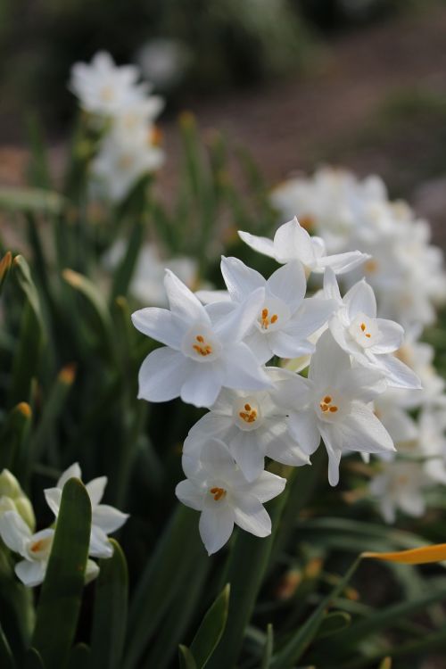 Gėlės, Balta, Svogūnėliai, Pavasaris