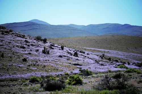Gėlės, Žydintis Dykumas, Atacama, Dykuma, Kalnai, Violetinė, Violetinė Gėlė, Kalvos, Dangus, Čile