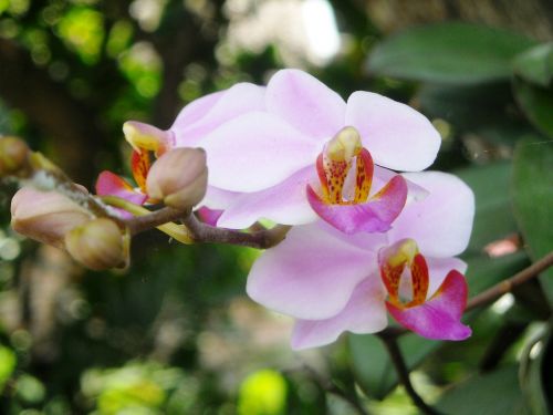 Gėlės, Orchidėja, Violetinė