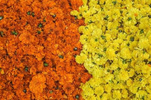 Gėlės, Festivalis, Indijos, Geltona, Oranžinė