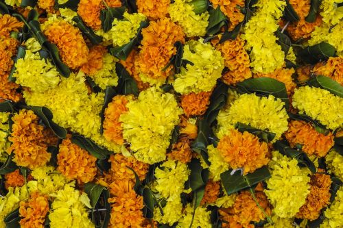 Gėlės, Festivalis, Indijos, Girlianda, Spalvinga