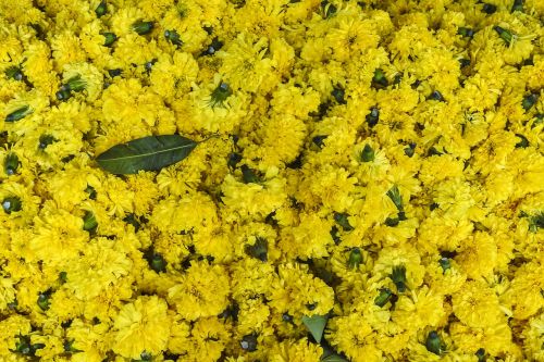 Gėlės, Gėlių, Apdaila, Festivalis, Diwali, Indijos