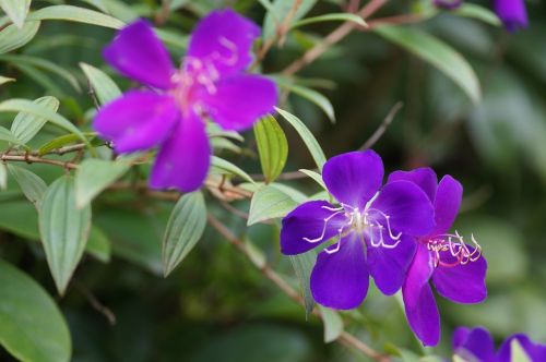 Gėlės, Sodas, Violets, Violetinė