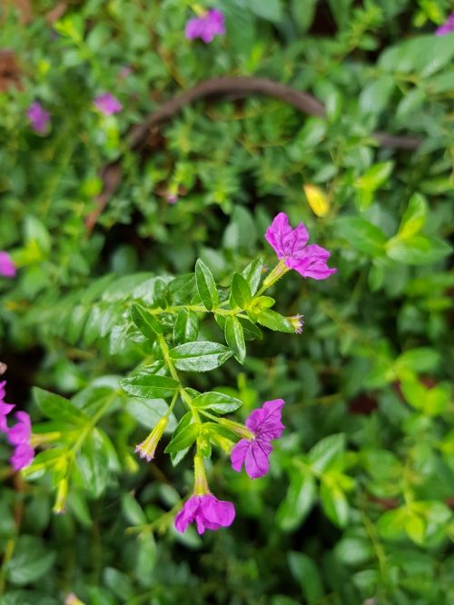 Gėlės, Violetinė, Žalias