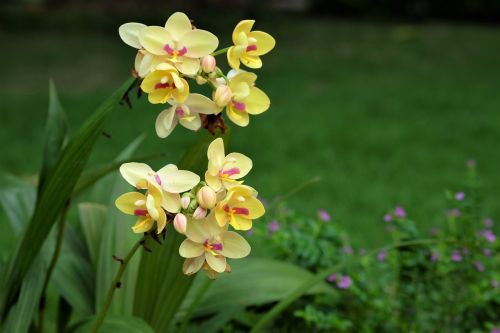 Gėlės, Orchidėjos, Phu, Gamta