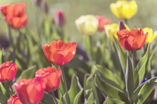 Gėlės, Tulpės, Pavasaris, Gamta, Pavasario Gėlės, Tulpių Laukas, Tulpenbluete, Žydėti