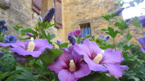 Gėlės, Hibiscus, Violetinė, Violetinė, Žydėti, Žiedas, Žydėti