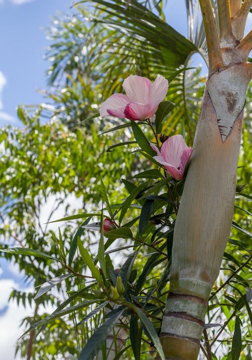 Gėlės, Hibiscus, Havajų Hibiscus, Rožinės Hibiscus Gėlės, Atogrąžų Sodas, Townsville Regionas