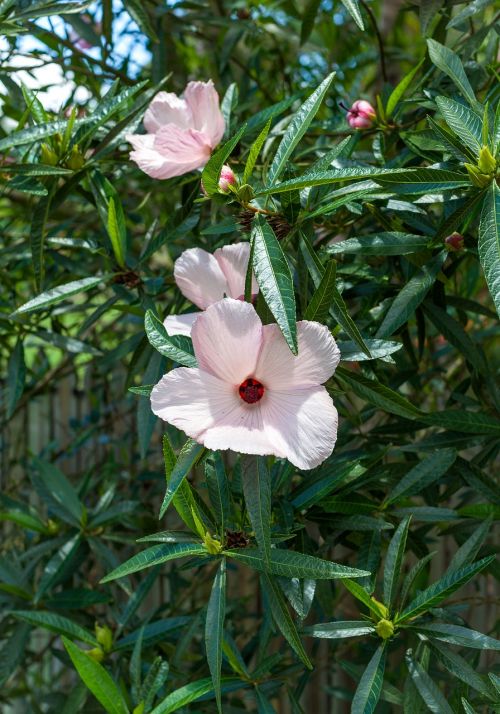 Gėlės, Hibiscus, Kinija Pakilo, Havajų Hibiscus, Rožinės Hibiscus Gėlės, Atogrąžų Sodas, Townsville Regionas