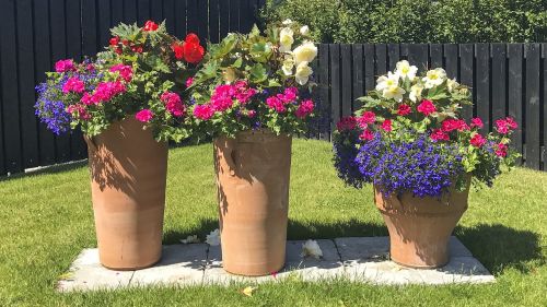 Gėlės, Vasara, Natūralus