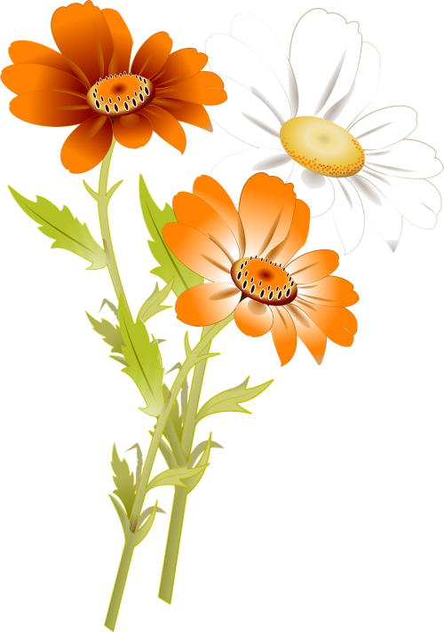 Gėlės, Daisy, Balta, Pievos Gėlės, Oranžinė