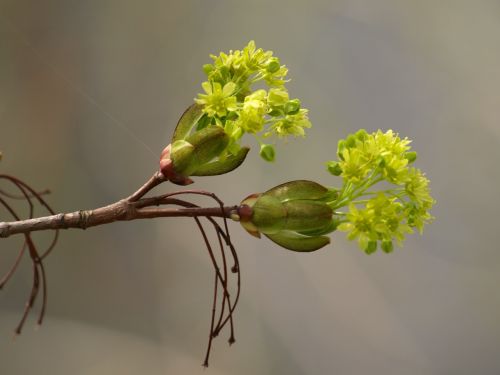 Gėlės, Pavasaris, Žiedas, Žydėti, Uždaryti, Žalias