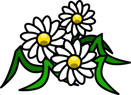 Gėlės, Daisy, Balta, Gėlių, Žiedas, Žydėti, Grožis, Flora, Nemokama Vektorinė Grafika