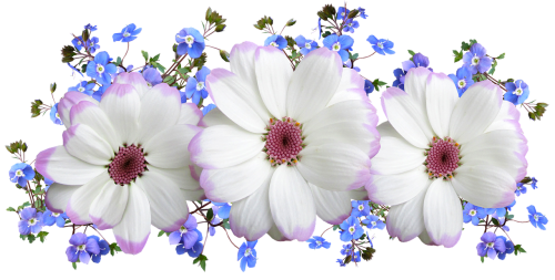 Gėlės, Balta, Ir Mėlyna, Gėlių, Išdėstymas