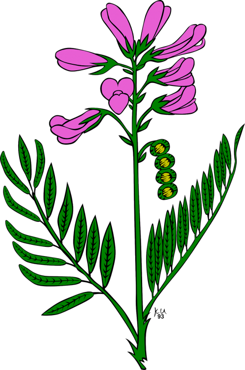 Gėlės, Violetinė, Sodas, Augalas, Flora, Nemokama Vektorinė Grafika