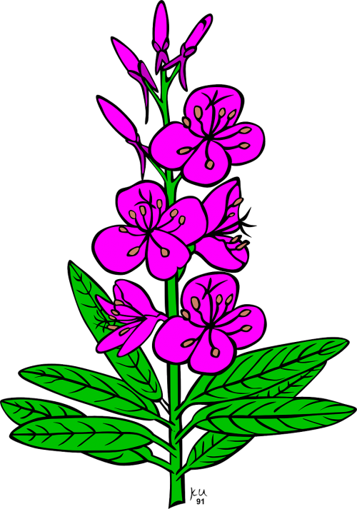 Gėlės, Violetinė, Augalas, Flora, Nemokama Vektorinė Grafika