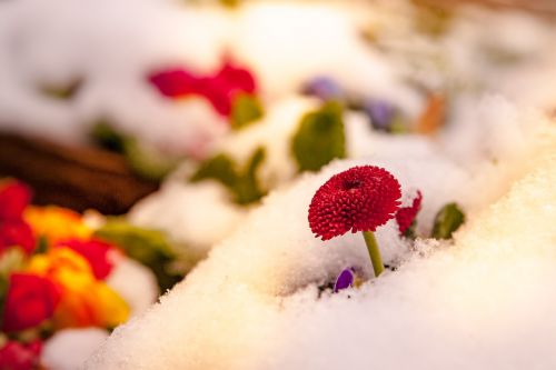 Gėlės,  Spalvinga,  Sniegas,  Žiema,  Gamta,  Spalvingos Gėlės,  Atmosfera,  Be Honoraro Mokesčio