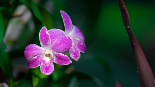 Gėlės,  Orchidėja