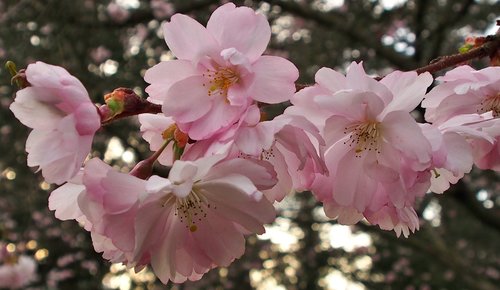 Gėlės,  Augalų,  Medis,  Japonų Vyšnios,  Gėlių Pilnatvė,  Rožinis