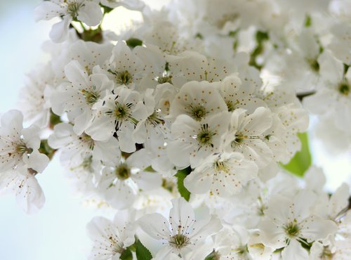 Gėlės,  Medis,  Visin,  Baltos Spalvos,  Casey,  Klestėjo,  Pavasaris