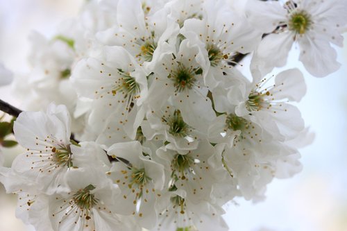 Gėlės,  Baltos Spalvos,  Medis,  Vaisių,  Casey,  Pavasaris,  Suklestėjo