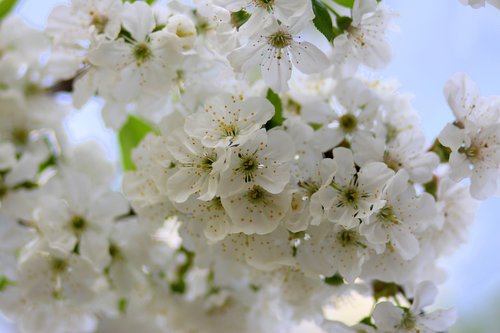 Gėlės,  Baltos Spalvos,  Medis,  Vaisių,  Casey,  Pavasaris,  Suklestėjo