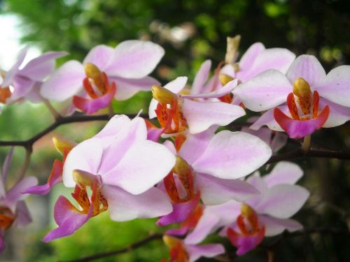 Gėlės, Orchidėja, Rožinis