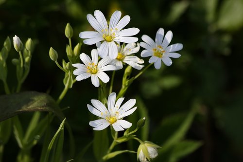Gėlės,  Miškas,  Primula