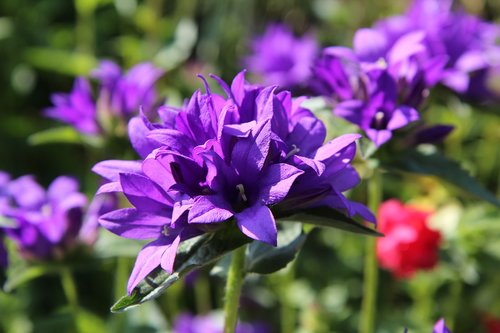 Gėlės,  Violetinės Gėlės,  Žydėjimo,  Violetinė Gėlė,  Pavasaris