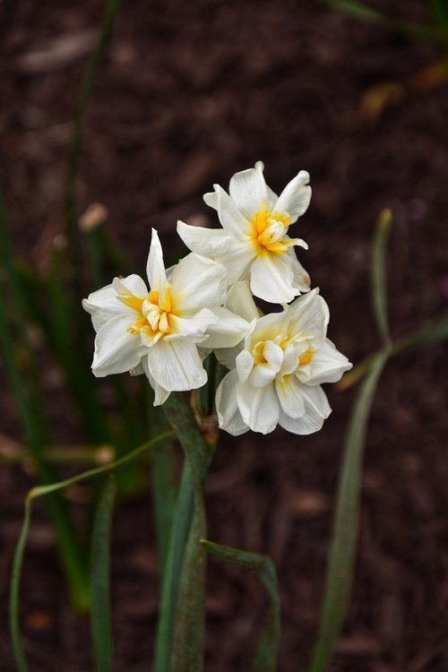 Gėlės,  Narcizai,  Pavasaris,  Narcizas