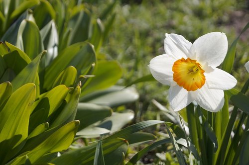 Gėlės,  Narcizas,  Pabudimas,  Pavasaris