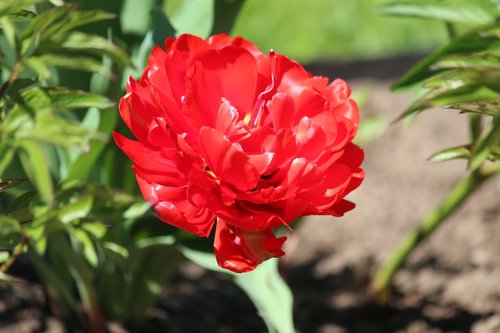Gėlės,  Parke,  Pavasaris,  Tulpė,  Lomonosovo,  Grožis