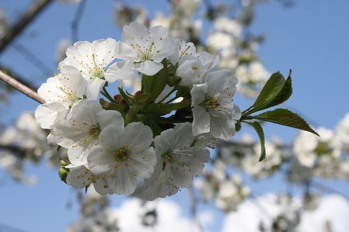 Gėlės,  Vyšnia,  Pavasaris,  Baltos Spalvos,  Fotografijos,  Pom