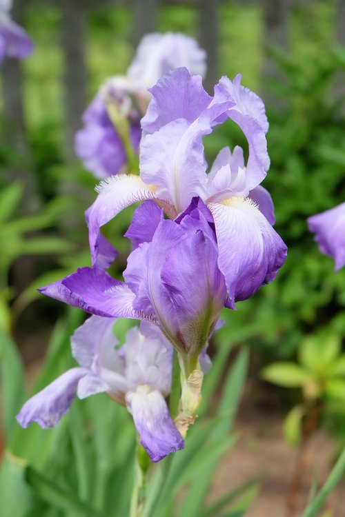 Gėlės,  Iris,  Graži Gėlė,  Violetiniai Iris,  Žydi,  Iris Garden