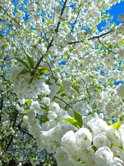 Gėlės, Obuolių Medis, Balta, Sodas, Vasara