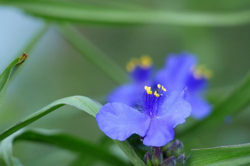 Gėlės, Vasaros Pradžioje, Japonija, Spiderworts, Violetinė, Natūralus, Sodininkystė