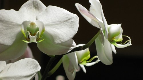 Gėlės,  Orchidėjų,  Žiedlapiai,  Baltos Spalvos,  Juodos Spalvos,  Interjero,  Egzotiškas,  Gamta