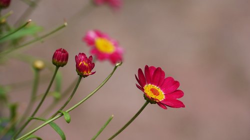 Gėlės,  Rožinis,  Korėja